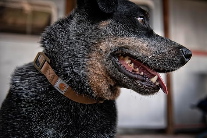 Carhartt Nylon Duck Dog Collar, Fully Adjustable Durable 2-Ply Cordura Nylon Canvas Collars for Dogs, Carhartt Brown, Large