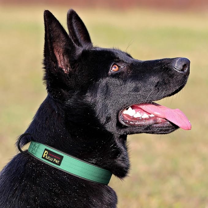 Plutus Pet Tactical Dog Collar, Reflective, Adjustable Heavy Duty Dog Collar, Soft Padded and Comfortable, for Small Medium and Large Dogs (Teal, L)