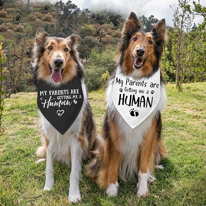 2 Packs My Parents are Getting Me a Human Gender Reveal Dog Bandana Pregnancy Announcement Pet Dog Triangle Scarf Accessories Baby Announcement Gift for Small Medium Large Dogs Cats