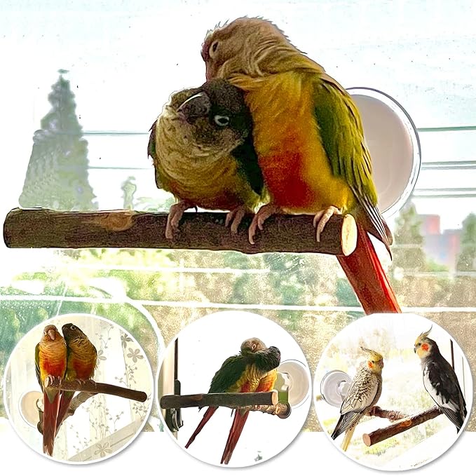 Portable Bird Perch Stand- T-Shaped Natural Apple Wood with Vacuum-Grip Suction Cup for Windows, Flat Tiles, Bath/Car/Travel - Durable & Safe for Parrots, Cockatiels, Lovebirds (Small to Medium Birds)