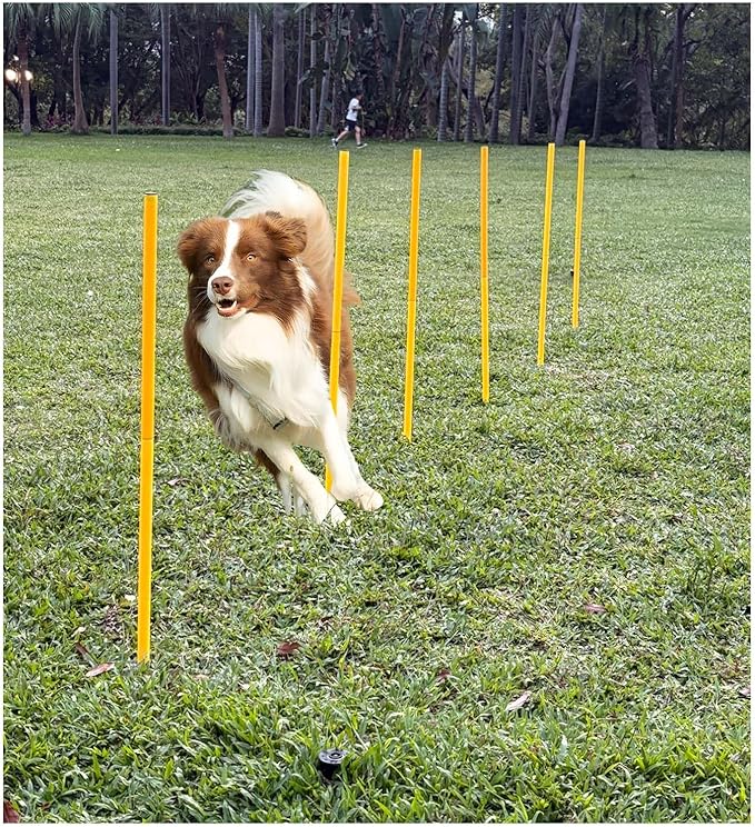 Dog Agility Equipment, Agility Poles, Dog Jumps, Outdoor Obstacle Course with 6 Weave Poles and Adjustable Jump Bar, Partial Gift Conversion Buckle (Blind Box) Yellow