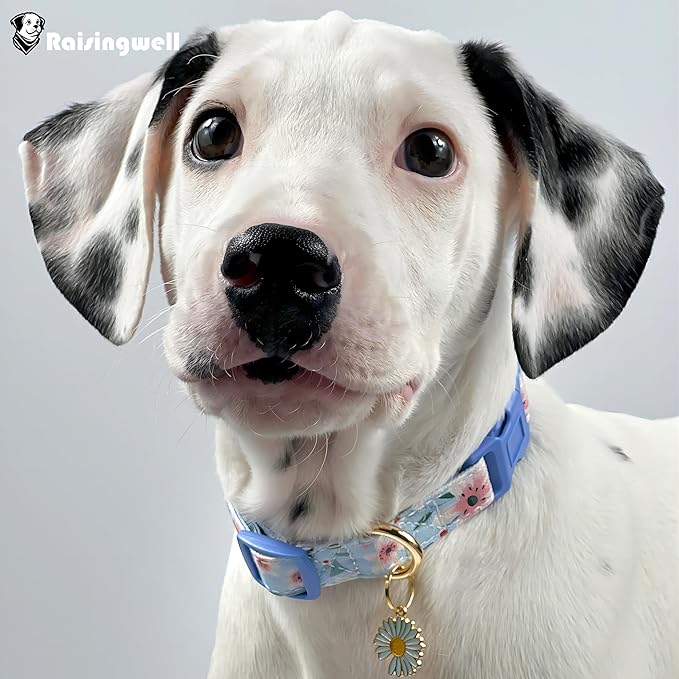 Cotton Dog Collar Blue Flower Pattern for Boys and Girls Cute Dog Collars Summer Fall Gift Adjustable for Medium to X-Large Breed Dogs (L)