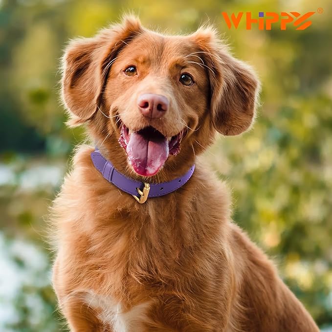 WHIPPY Leather Dog Collar for Small Medium Large Dog Adjustable Soft Breathable Leather Padded Puppy Collar with Alloy Buckle Heavy Duty Waterproof Classic Dog Pet Collar,Purple,S