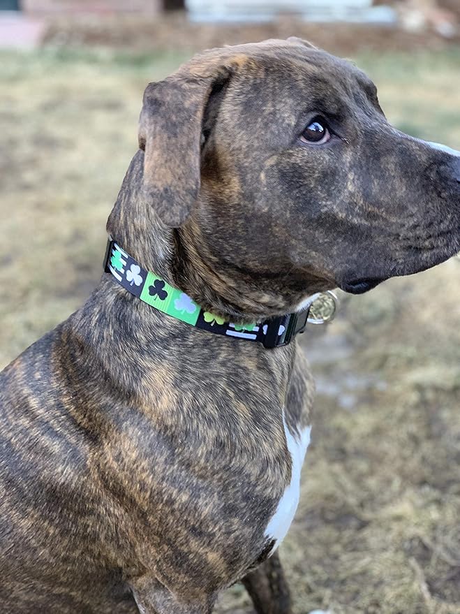 Native Pup St Patricks Dog Collar- Saint Patrick Green Shamrock Pet Collars- St. Patrick’s Lucky Irish- Adjustable for Small, Medium, Large Breeds (Patterned Shamrock, Medium)