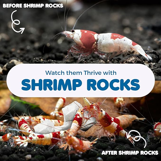 SunGrow Shrimp Rocks for Aquarium, 4-oz. Calcium Stones for Freshwater Aquarium Calcium Rocks for Snails, Recreate Shrimp Habitat, Feeder Discs for Crabs & Crayfish, Snail Tank Accessories