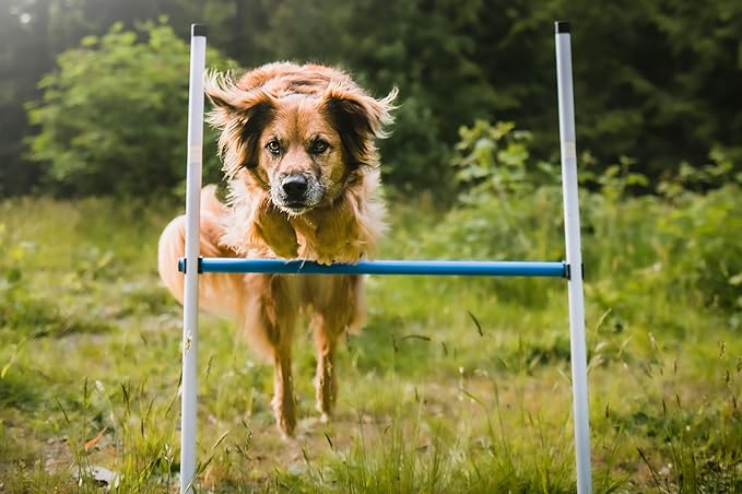 Better Sporting Dogs Complete Starter Agility Set for Dogs | 5 Piece Dog Agility Kit | Agility Jump | Tire Jump | Weave Poles | 10’ Tunnel with Sandbags | Pause Box