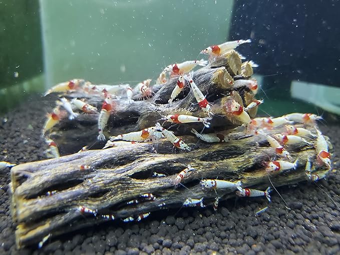 Natural Cholla Wood for Aquarium Decoration Shrimp and Fish Tank (6 Inch (5 Pack))
