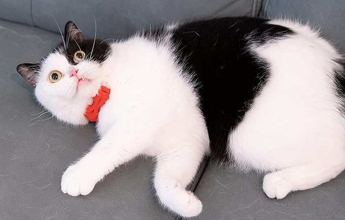 Collar for Cat Pet Breakaway with Bell Bowtie Detachable Bow Adjustable Safety Kitten Puppy Girl Boy 2pcs Christmas-A
