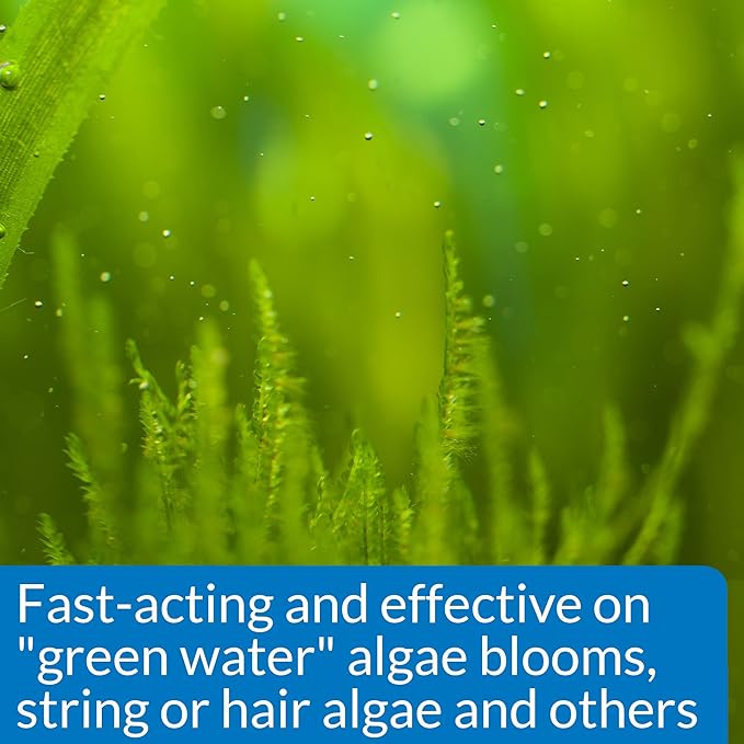 API ALGAEFIX 8-Ounce Bottle