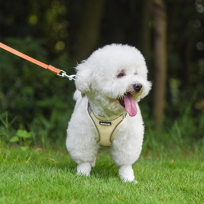 AIITLE Comfortable Dog Harness and Leash Set for Walking - Step in Vest Harness,Reflective Bands, Adjustable No Pull Puppy Essentials, for Small Dogs and House Cats Beige XS