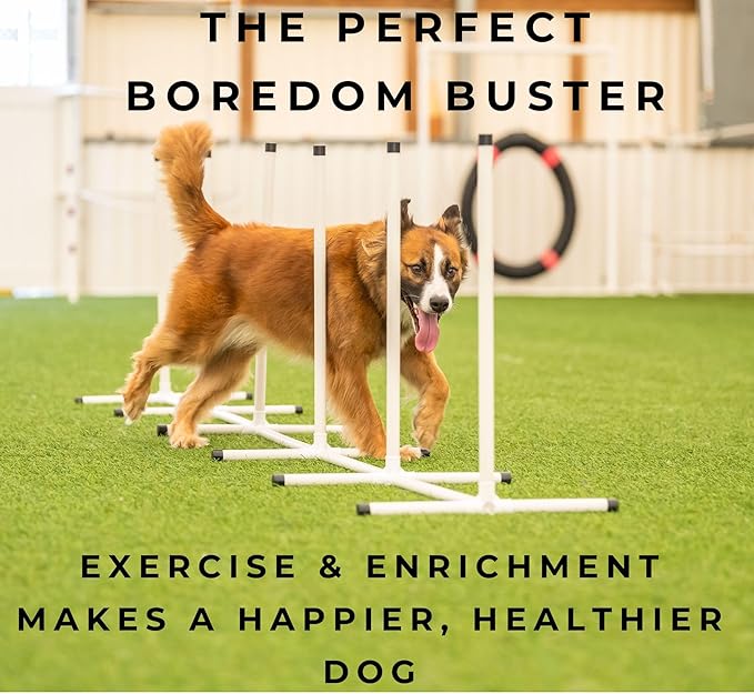 Better Sporting Dogs Complete Starter Agility Set for Dogs | 5 Piece Dog Agility Kit | Agility Jump | Tire Jump | Weave Poles | 10’ Tunnel with Sandbags | Pause Box
