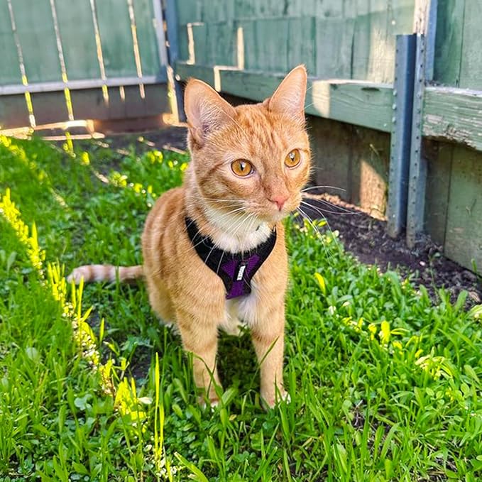 Voyager Escape-Proof Step-in Lock Cat Harness & 5ft Neoprene-Handle Leash Set All-Weather Mesh with Reflective Stitching for Small to Large Cats by Best Pet Supplies, Purple/Black Trim, S