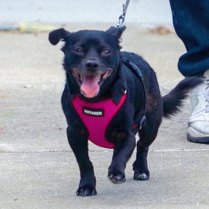 Voyager Step-in Pet Harness - All Weather Mesh, Adjustable Step in Harness for Cats and Dogs by Best Pet Supplies - Fuchsia/Black Trim, XS