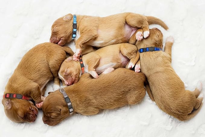 16 PCS Puppy Collars, Safety Buckle Collars for Litter Nylon Adjustable Puppy Collars for Small Puppies, Breakaway Whelping Collars Pet Supplies,Stuff,Accessories(S)