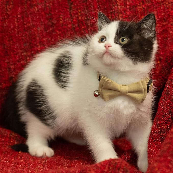 Collar for Cat Pet Breakaway with Bell Bowtie Detachable Bow Adjustable Safety Kitten Puppy Girl Boy 2pcs Beige Leopard & Pure