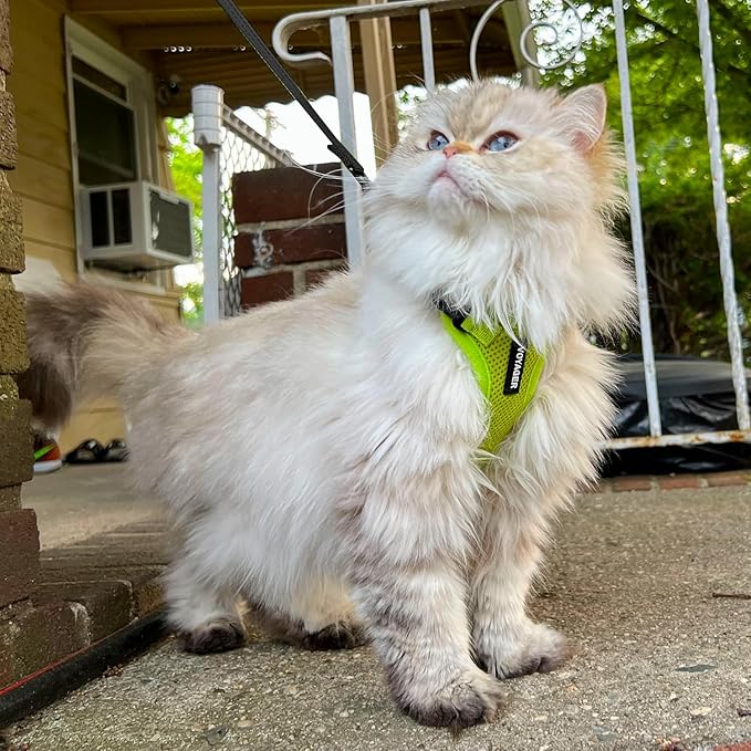 Voyager Escape-Proof Step-in Lock Cat Harness & 5ft Neoprene-Handle Leash Set All-Weather Mesh with Reflective Stitching for Small to Large Cats by Best Pet Supplies, Lime Green, XXS