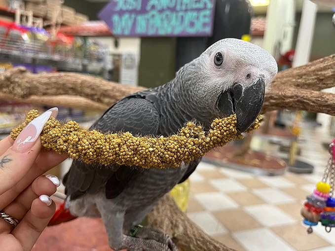 Birds LOVE Economy Special Spray Millet | GMO-Free (No Stems Only Edible Tops) for Birds Cockatiel, Lovebird, Parakeet, Finch, Canary All Parrots Healthy Treat 7 oz -Pack of 2