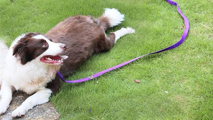 AMAGOOD Dog/Puppy Obedience Recall Training Agility Lead-15 ft 20 ft 30 ft 50 ft Long Leash-for Dog Training,Tie Out,Play,Safety,Camping (50Feet x 1Inch, Purple)