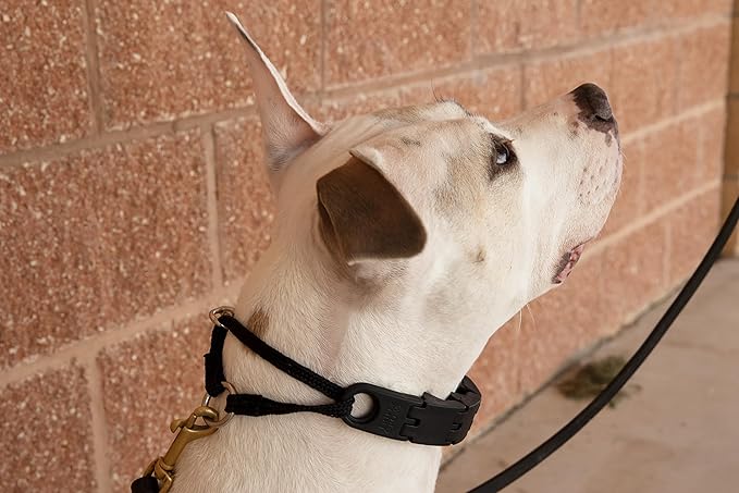Starmark Pro-Training Dog Collar Large (Pack of 12)