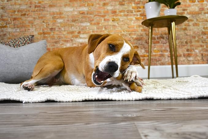 Nylabone Gourmet Style Wishbone Strong Chew Toy for Dogs, Chicken Flavor, Large - Up to 50 lbs, 1 Count