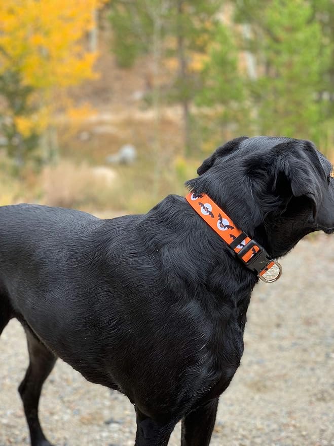 Native Pup Halloween Dog Collar- Spooky Fall Themed Horror Costume Collars- Skull, Pumpkin, Ghost, Bat, Witch, Candy Corn, Spider- Adjustable for Small, Medium, Large Breeds (Small, Bats and Moon)