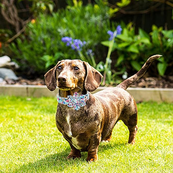 Lionheart Glory Floral Dog Collar - Cute, Soft & Durable Adjustable Collar for Small Dogs