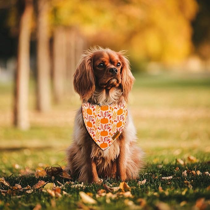 Fall Dog Bandanas - 2 Pack Thanksgiving Dog Bandana with Snap Button, Reversible Pumpkin Pet Scarf for Boy & Girl, Premium Durable Fabric, Holiday Bandana for Large & Extra Large Dogs (X-Large)