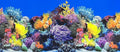 Fish Tank Background Sea Anemone Coral Theme Aquarium Background Poster Fish Backdrop for Aquarium Wallpaper Double-Sided Fish Tank Sticker Paper