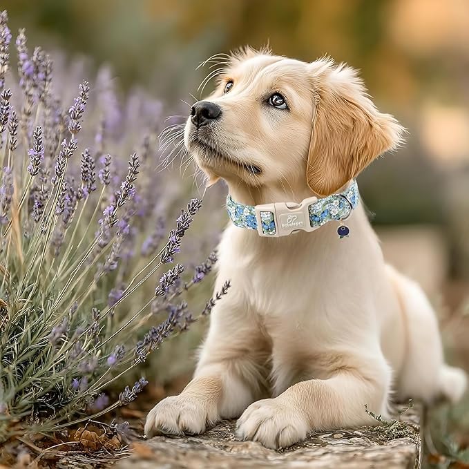 Blueberry Pattern Dog Collar, Cute Light Blue Spring Summer Puppy Collar - Soft Adjustable Designer Dog Collars for Small Medium Large Dogs XS