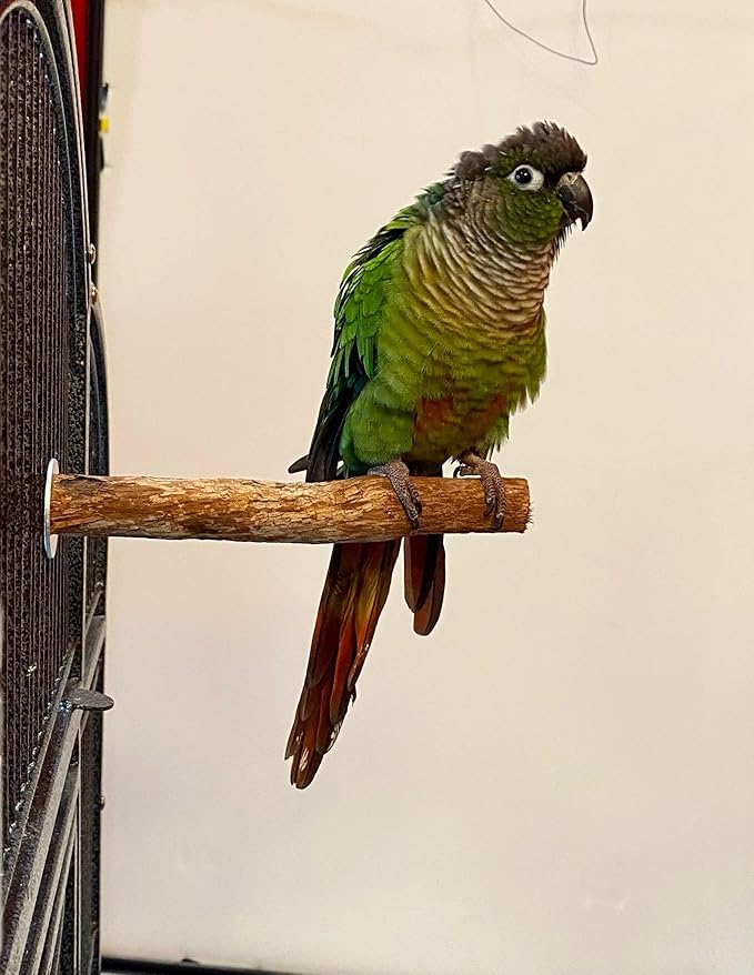 Polly's Hardwood Bird Perch, X-Small
