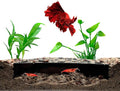 Shrimp Breeding Protector | Shrimp Breeding Cave Aquarium Tunnel | CTWPets (Black)