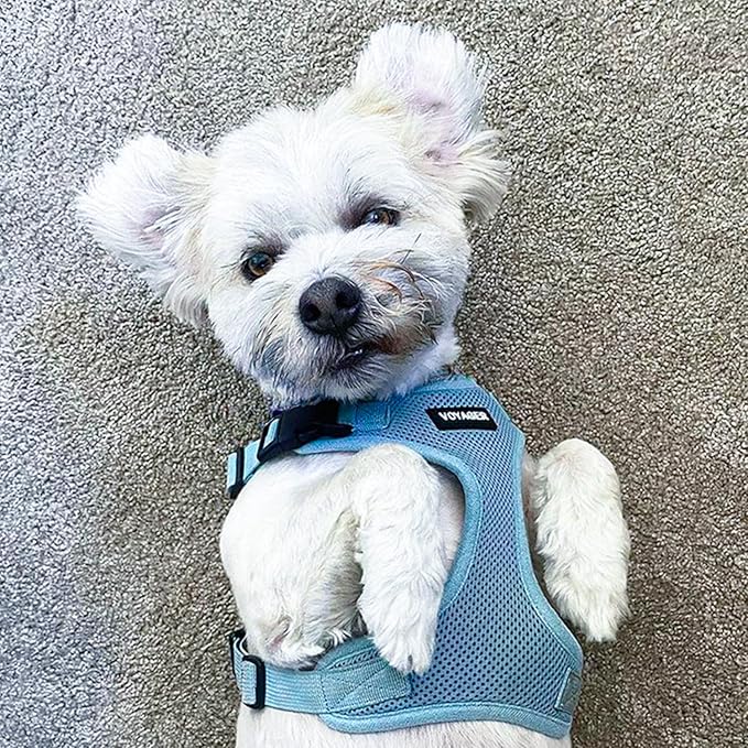 Voyager Step-in Pet Harness - All Weather Mesh, Adjustable Step in Harness for Cats and Dogs by Best Pet Supplies - Baby Blue, M