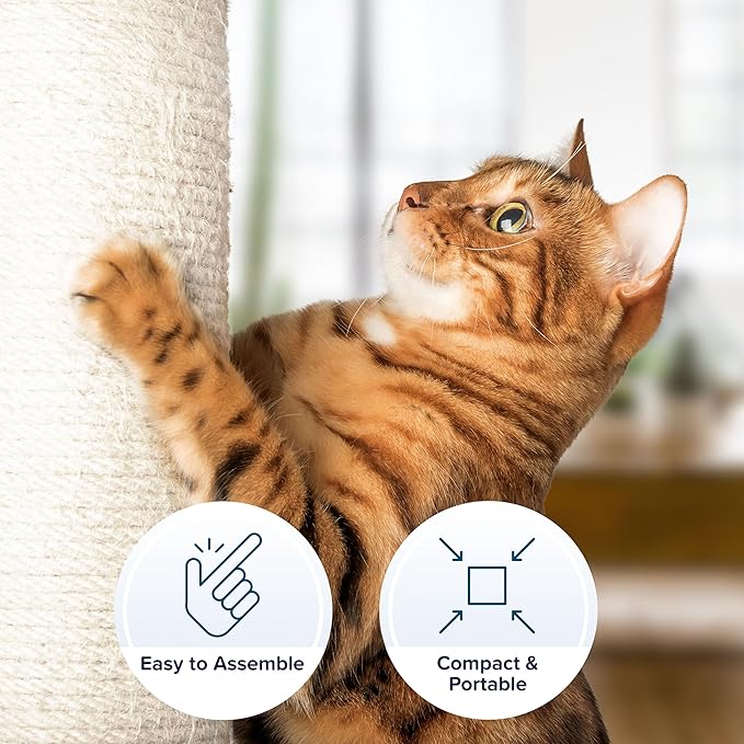 19-Inch Cat Scratching Post with Hammock ? Sisal Fabric and Carpet Small Cat Tree, Hanging Ball Toy for Adult Cats and Kittens by PETMAKER (White)