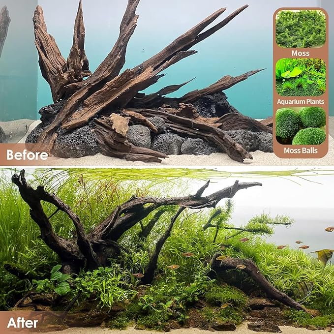 Jorewood Natural Aquarium Driftwood for Fish Tanks & Reptile Terrariums – Safe Fish Tank Decorations, Unique Twisted Branches 2-Piece 10-14 Inch Low Tannin, Easy to Sink