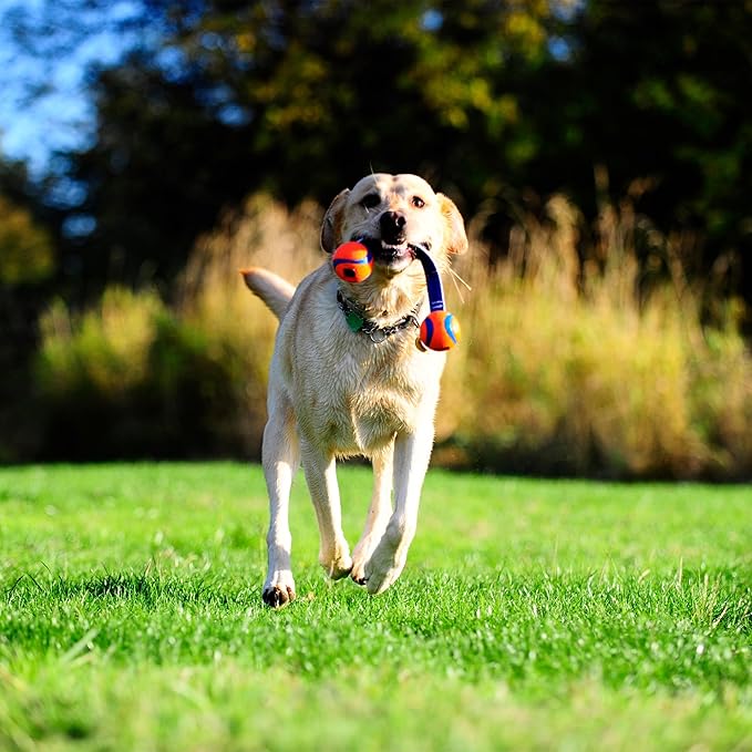 Chuckit! Ultra Duo Tug Dog Toy, Small Indoor and Outdoor Dog Ball for Dogs 0-20 Pounds