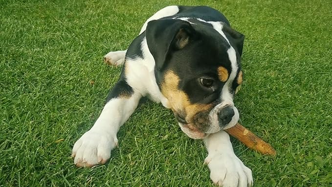 Wildfang® Olive Wood Chewing Sticks for Dogs, Small - Tough Chew Toys for Aggressive Chewers, Puppy Chew Toys for Teething, Training for Chewing Muscles, Olive Wood Stick for Dog (Under 33lbs)