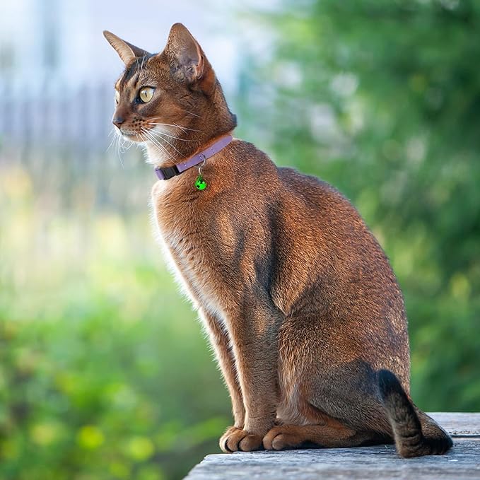 Breakaway Cat Collar with Bell - Leather Adjustable Kitten Collars with Safety Quick Release Buckle - Soft Small Pet Collars for Girl & Boy Cats (Lavender)