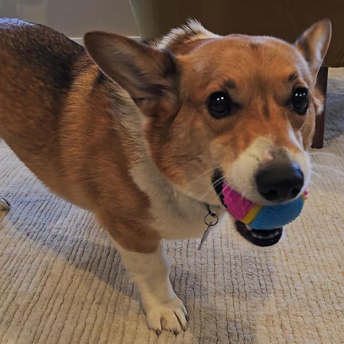 SPOT Sensory Ball Dog Toy for Soft Chewers – 3.25-Inch Durable TPR Rubber Ball with Squeaker and Bell, Textured for Gentle Chewing, High-Contrast Colors for Indoor & Outdoor Fetch Play