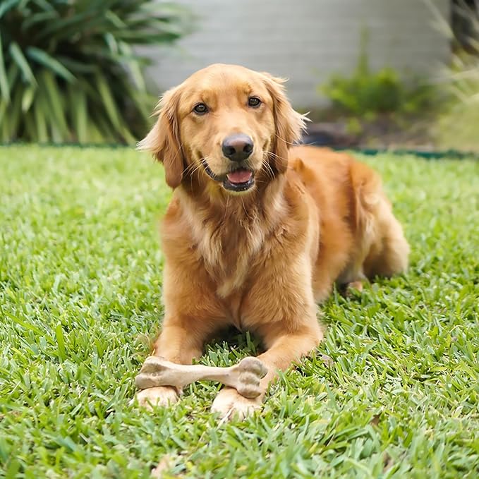 Nylabone Healthy Edibles WILD Natural Longer-Lasting Chew Treats, Venison Flavor, Large Dogs Up to 50 lbs - Made in USA (1 Count)