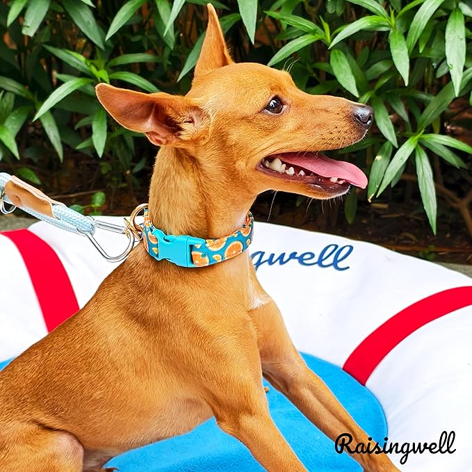 Cute Dog Collar Fruit Orange Pattern for Boys and Girls Holiday Dog Collars Summer Fall Gift Adjustable for Small to Medium Breed Dogs (Fruit Orange, XS)