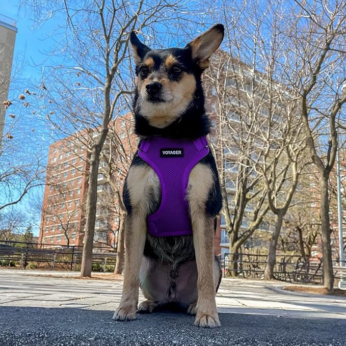 Voyager Step-in Pet Harness - All Weather Mesh, Adjustable Step in Harness for Cats and Dogs by Best Pet Supplies - Purple, XS