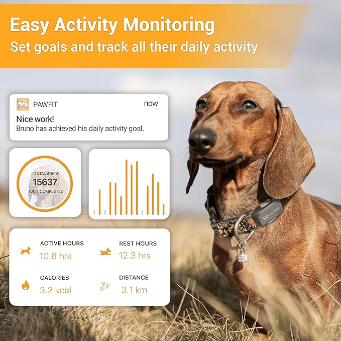 Pawfit Lite for Small Dogs 4g GPS Tracker | Real Time Tracking | Activity Monitoring |Location History | Unlimited Range | Charcoal Grey