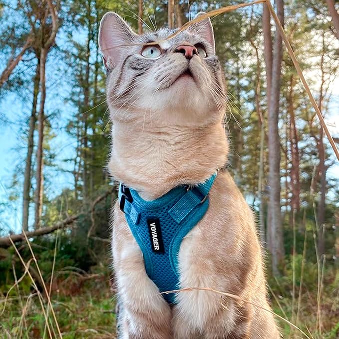 Voyager Escape-Proof Step-in Lock Cat Harness & 5ft Neoprene-Handle Leash Set All-Weather Mesh with Reflective Stitching for Small to Large Cats by Best Pet Supplies, Turquoise, S