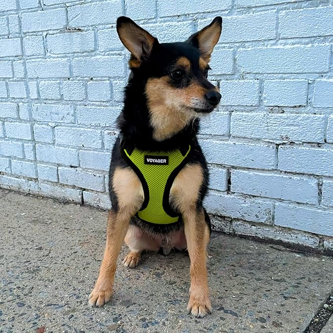 Voyager Step-in Pet Harness - All Weather Mesh, Adjustable Step in Harness for Cats and Dogs by Best Pet Supplies - Lime Green/Black Trim, M