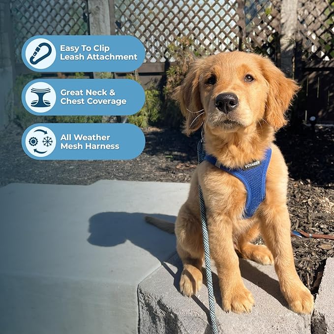 Best Pet Supplies Voyager Step-in Air All Weather Mesh Harness and Reflective Dog 5 ft Leash Combo with Neoprene Handle, for Small, Medium and Large Breed Puppies - Set (Royal Blue), M