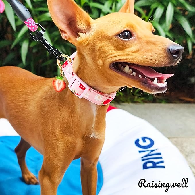 Cute Dog Collar Strawberry Pattern for Boys and Girls Holiday Dog Collars Summer Fall Gift Adjustable for Small to Medium Breed Dogs (Strawberry, XS)