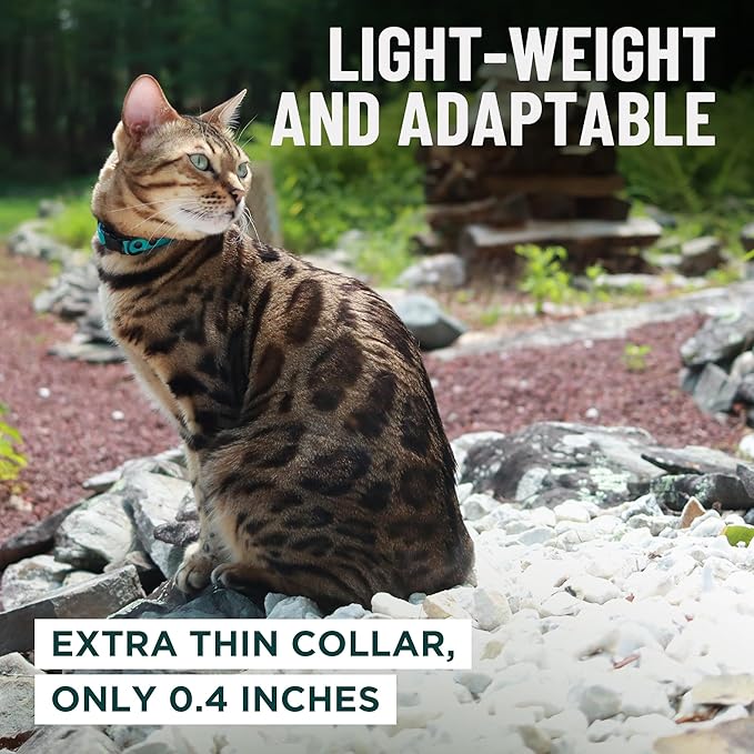 OutdoorBengal Orange Breakaway Kitten Collar - Ultra Safe Quick Release Cat Collar for Kittens Under 6 Months – Soft-Padded, Lightweight, Adjustable, Thin and Comfortable, No Bell (Orange, Kitten)