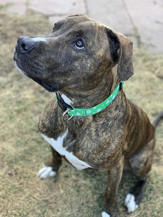 Native Pup St Patricks Dog Collar- Saint Patrick Green Shamrock Pet Collars- St. Patrick’s Lucky Irish- Cute Boy Girl Puppy Gift- Adjustable for Small, Medium, Large Breeds (Lucky Shamrock, Small)