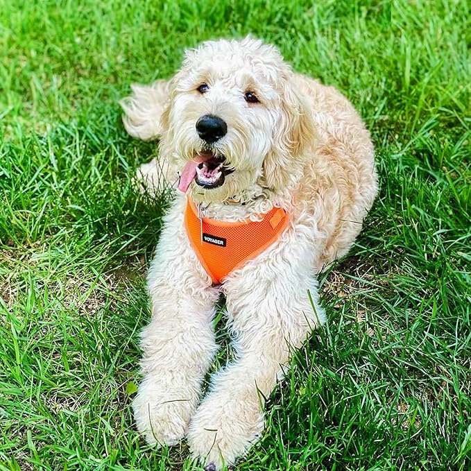 Voyager Step-in Pet Harness - All Weather Mesh, Adjustable Step in Harness for Cats and Dogs by Best Pet Supplies - Orange, M