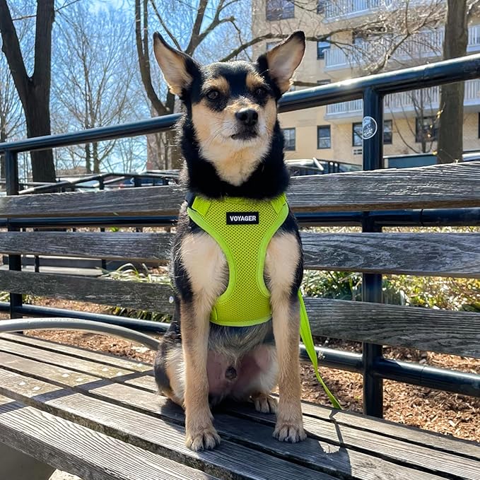 Voyager Step-in Pet Harness - All Weather Mesh, Adjustable Step in Harness for Cats and Dogs by Best Pet Supplies - Lime Green, M